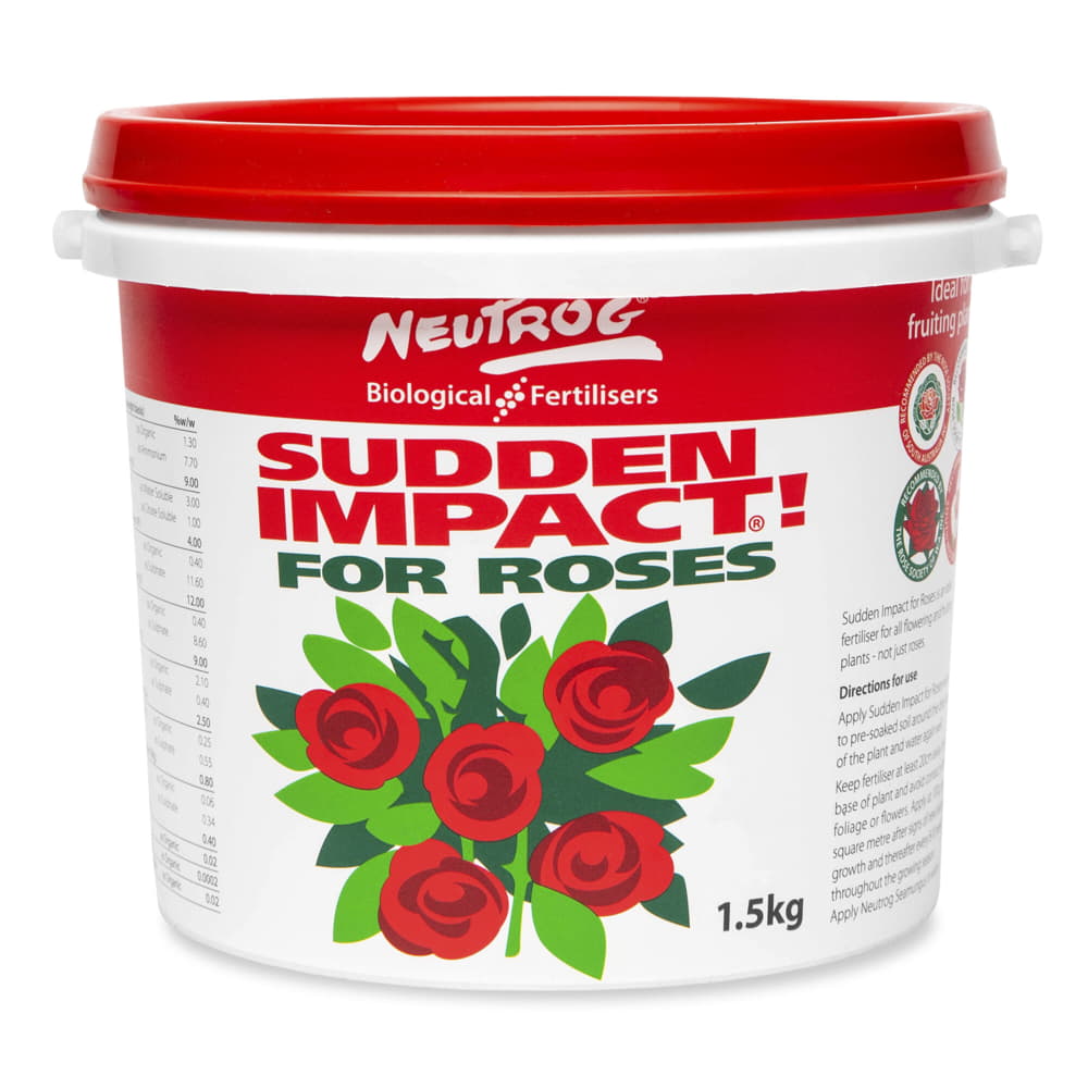 Sudden-Impact-for-Roses-1